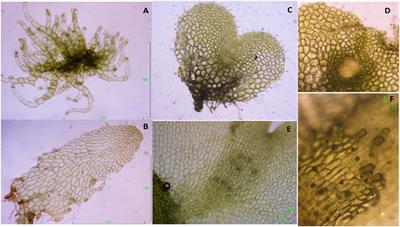 Sexual and Apogamous Species of Woodferns Show Different Protein and Phytohormone Profiles